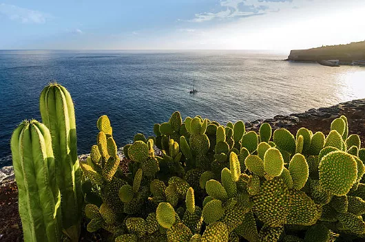 Mein Schiff Kakteen auf La Gomera Kanaren