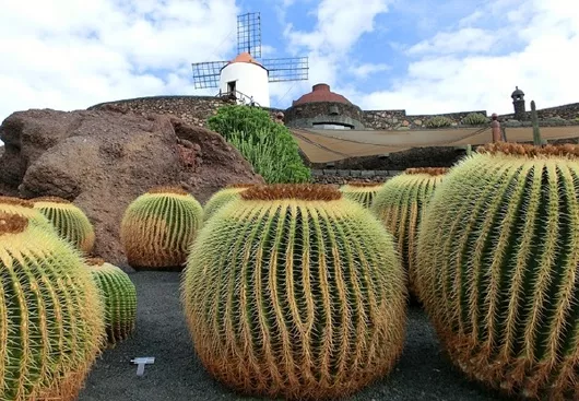 kaktus und Windmühle auf Lanzarote Kanaren