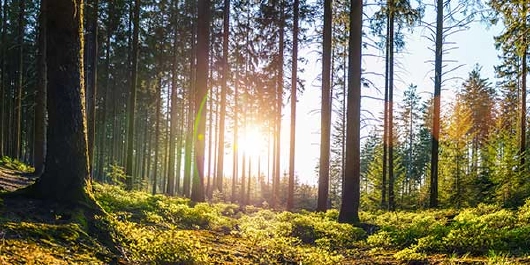 schwarzwald-sonnenaufgang-im-wald-600x300
