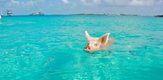 bahamas_schwimmendes-schwein_kreuzfahrten-flemming Schwimmendes Bahamas Schwein