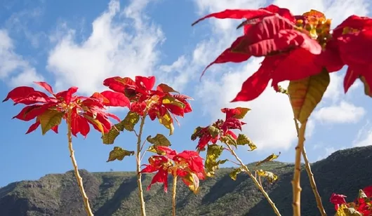 Weihnachtsstern auf den Kanaren