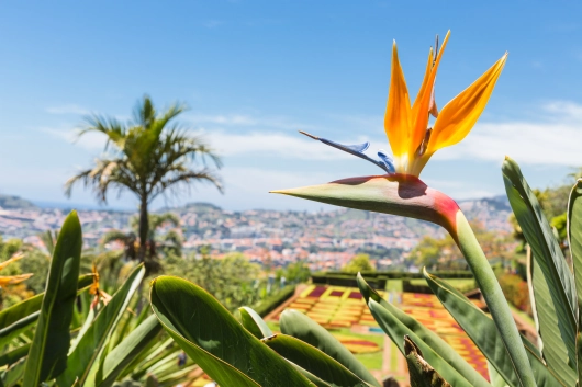 Strelitzie in Funchal auf Madeira