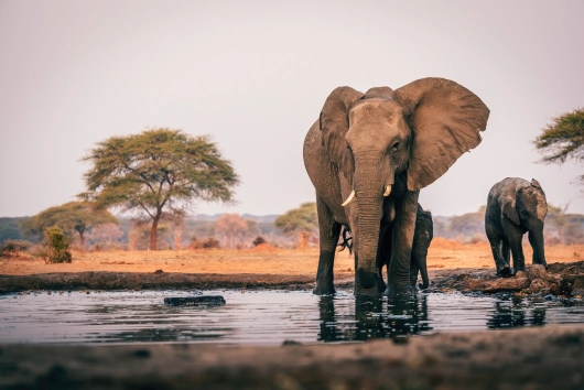 Afrika Botswana Snyati Safari