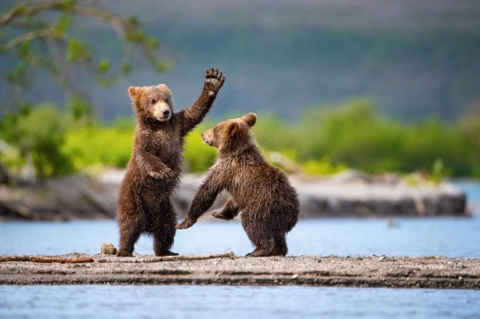 Braunbären in Alaska