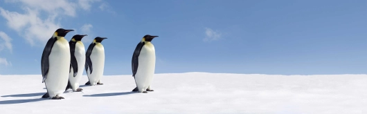 Pinguine in der Antarktis
